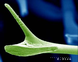 Détail d'un tissu de cellulose ©CNRS Phototèque / COT Didier